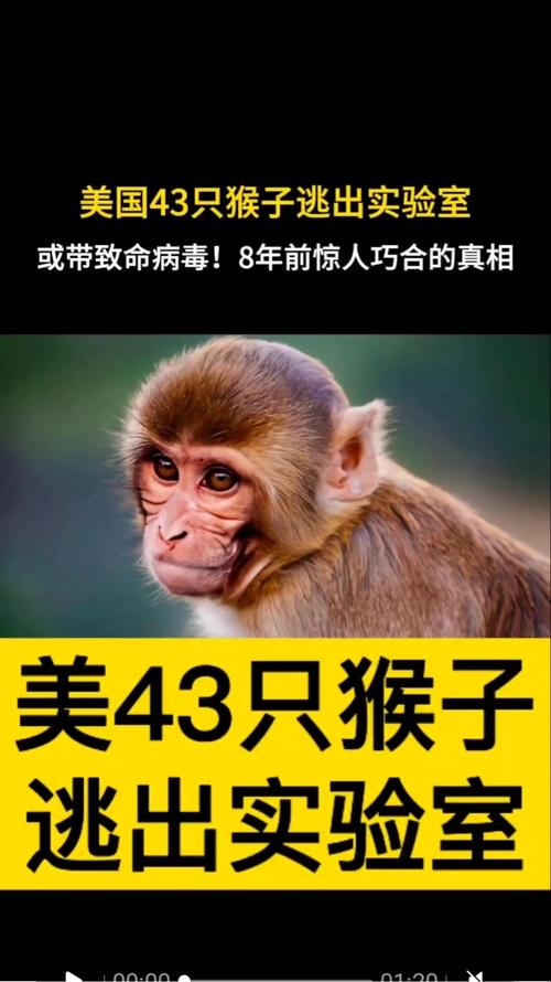 （杀猴子属于犯法行为吗？）